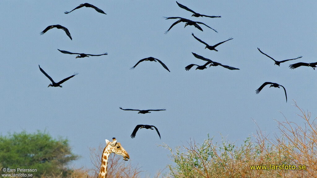 African Openbill