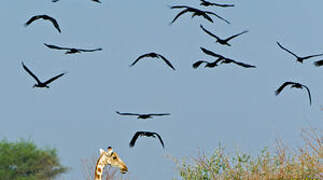 African Openbill