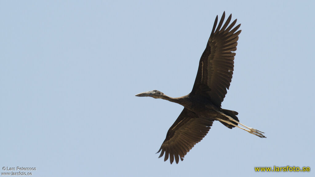 African Openbill