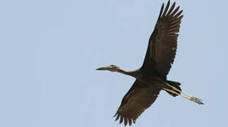 African Openbill