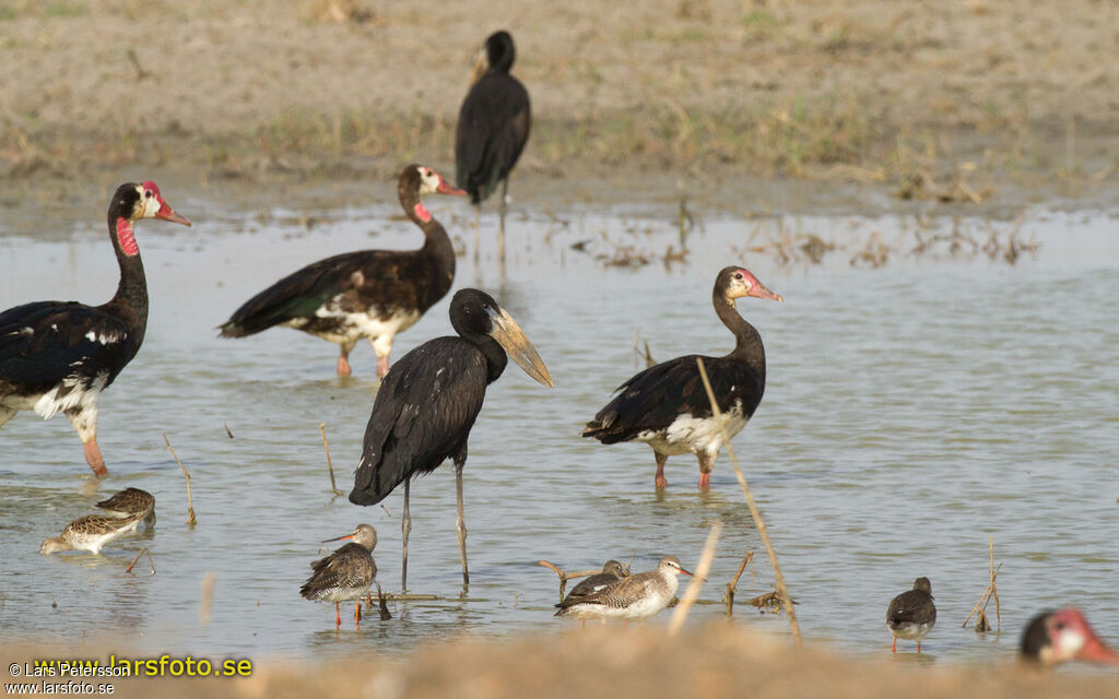 African Openbill