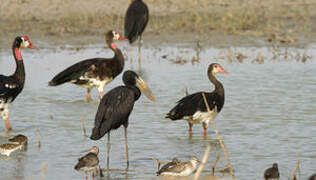 African Openbill