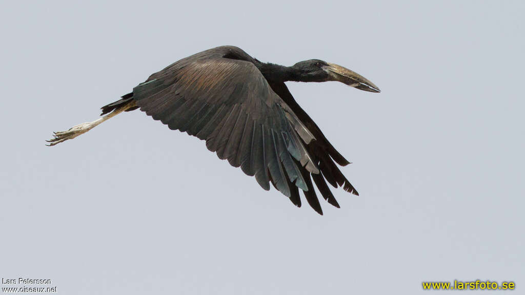 African Openbilladult, Flight