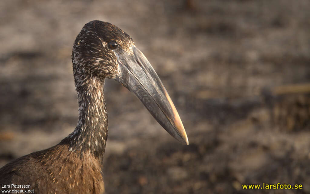 African Openbillimmature, close-up portrait