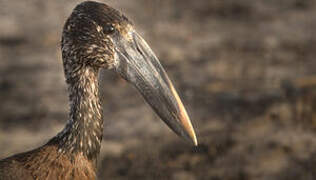 African Openbill