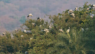 Asian Openbill