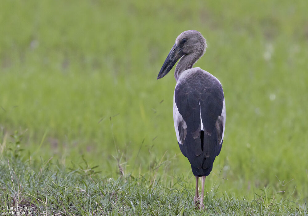 Asian Openbill