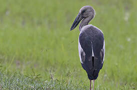 Asian Openbill