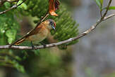 Bécarde à calotte rousse