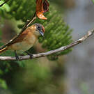 Bécarde à calotte rousse