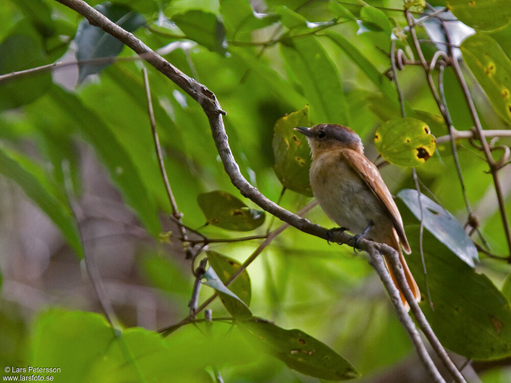 Bécarde à calotte rousse