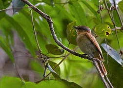 Chestnut-crowned Becard