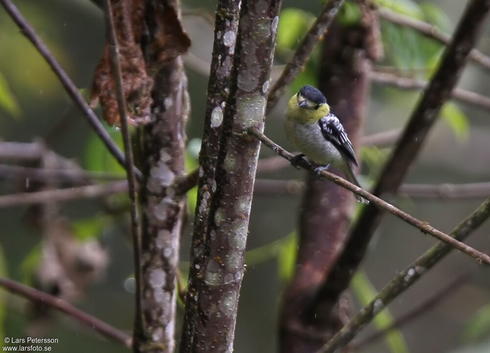 Barred Becard