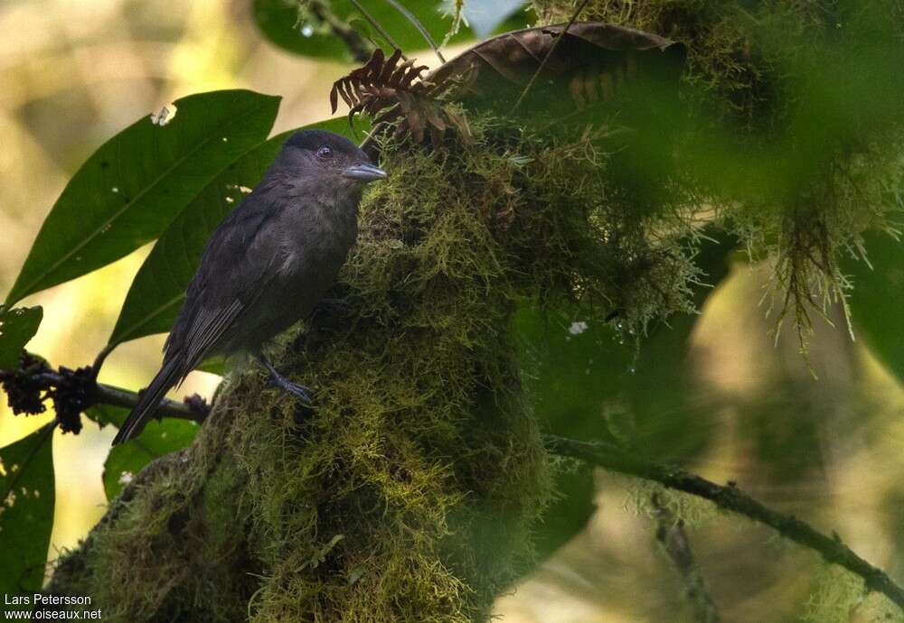 One-colored Becard male adult, identification