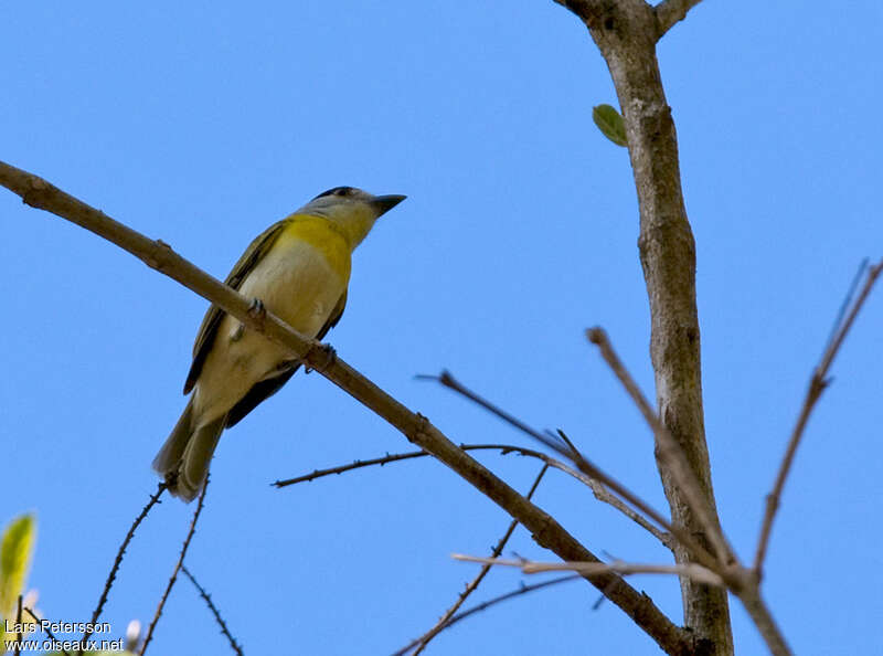 Green-backed Becard male adult, identification
