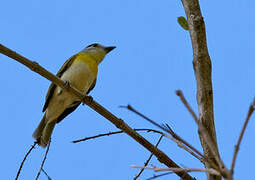 Green-backed Becard