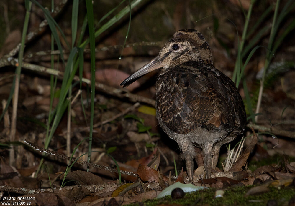 Amami Woodcock