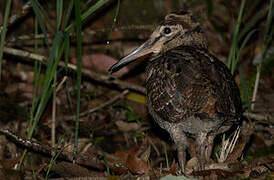 Amami Woodcock