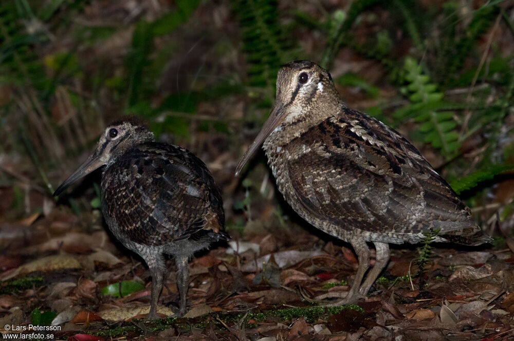 Amami Woodcock