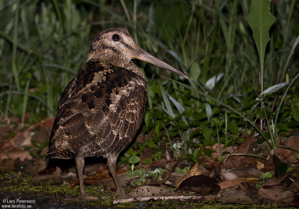 Amami Woodcock