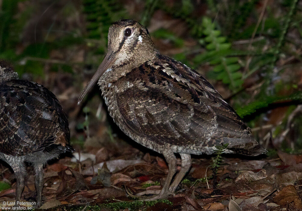 Amami Woodcock