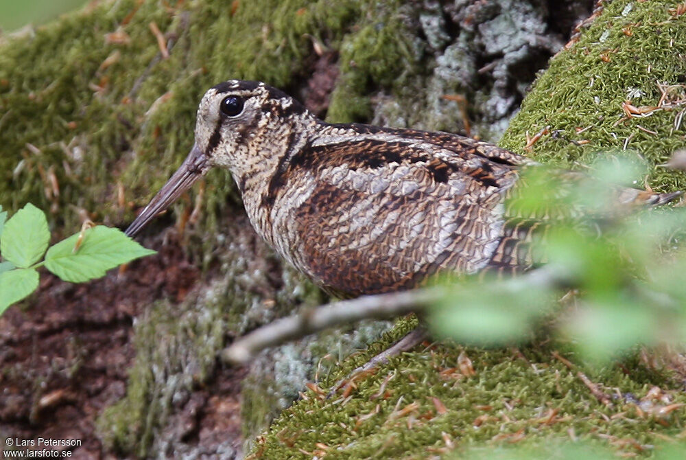 Eurasian Woodcock