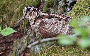 Eurasian Woodcock