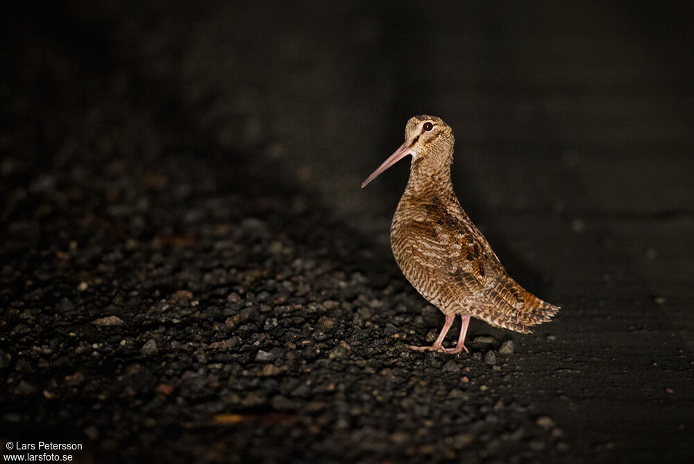 Eurasian Woodcock