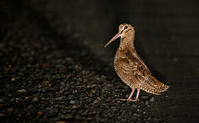 Eurasian Woodcock