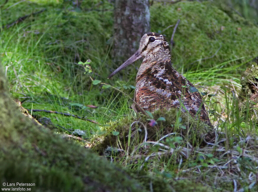 Eurasian Woodcock