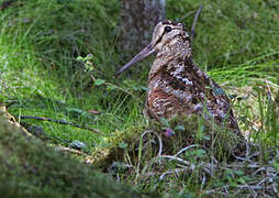 Eurasian Woodcock