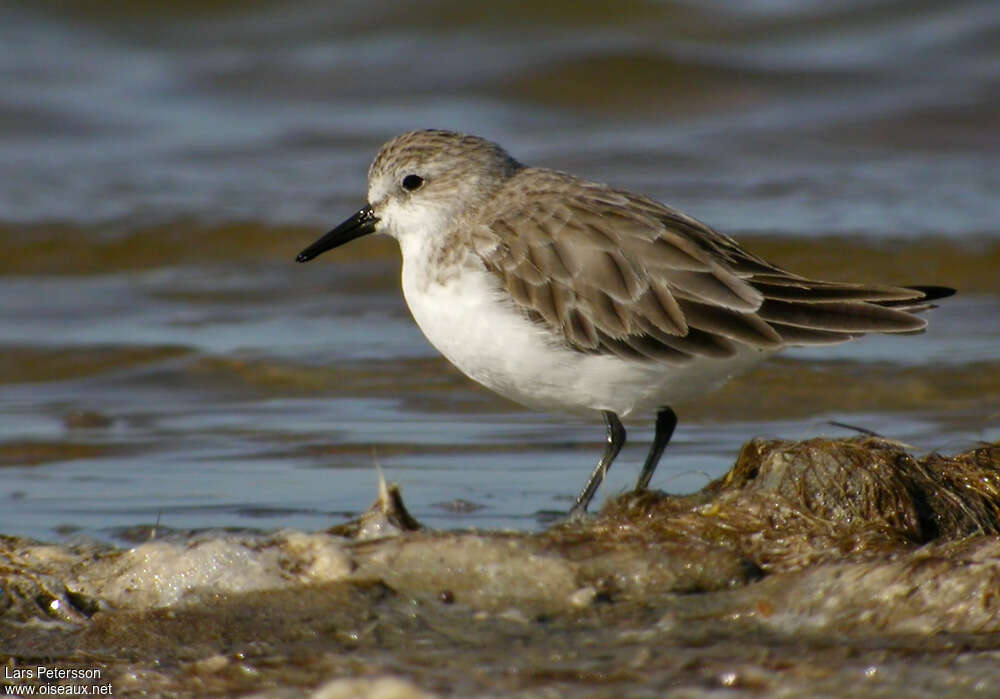 Red-necked Stintadult post breeding, identification