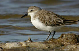 Red-necked Stint