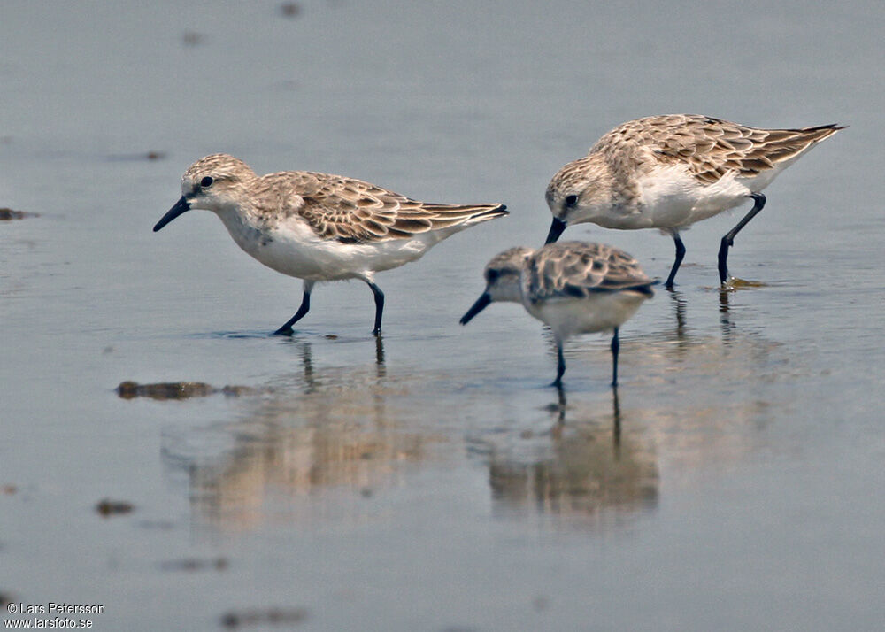 Red-necked Stint