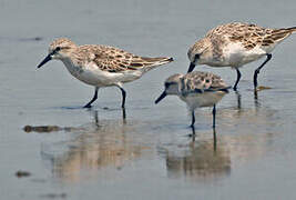 Red-necked Stint