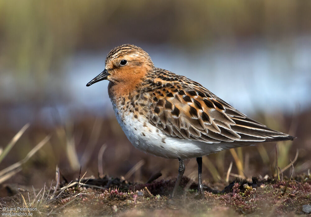 Red-necked Stint