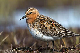 Red-necked Stint