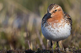 Red-necked Stint