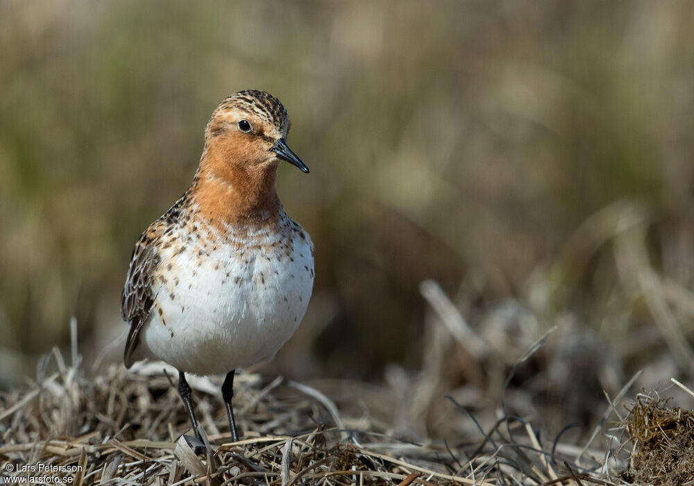 Red-necked Stint