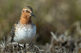 Red-necked Stint