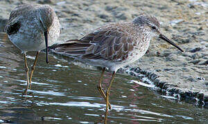 Stilt Sandpiper