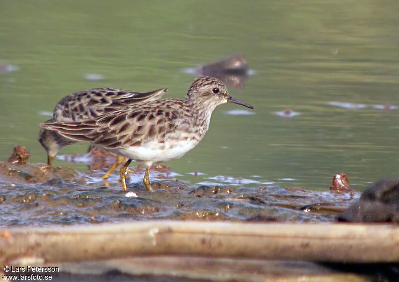 Long-toed Stint