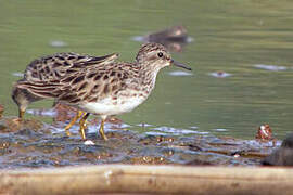 Long-toed Stint