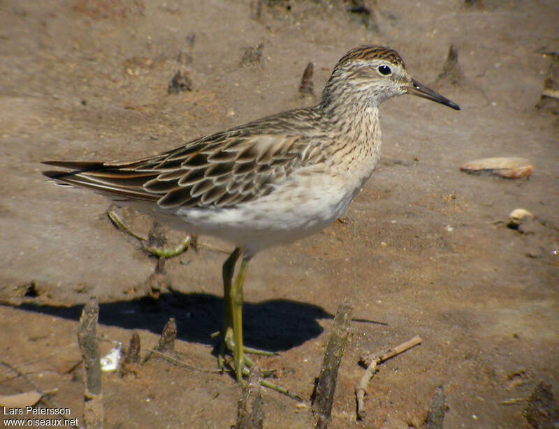 Sharp-tailed Sandpiperadult post breeding, identification