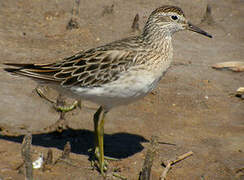 Sharp-tailed Sandpiper