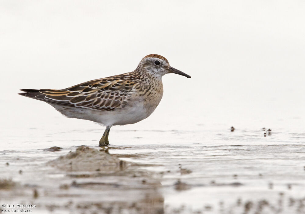 Sharp-tailed Sandpiper