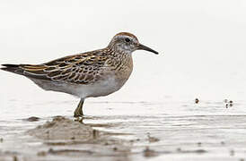 Sharp-tailed Sandpiper