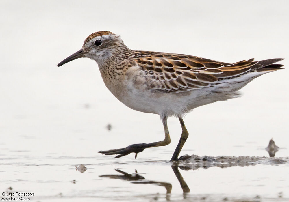 Sharp-tailed Sandpiper