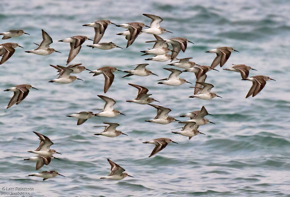 Curlew Sandpiper