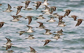 Curlew Sandpiper
